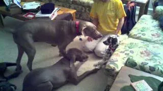 Weimaraners vs dalmation