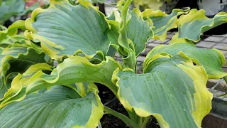 Shade Gardening: Beyond Hostas!!