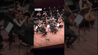 Cat takes in orchestra performance up close and purrsonal