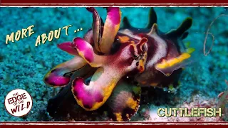 More About... Cuttlefish!