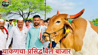 शनिवारचा चाकण बैल बाजार.. दि-१/६/२०२४…Chakan Bail Bajar..Bail Bazar chakan..Krushibhushan.#Chakan