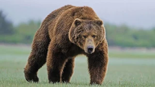 Тянь-Шаньский бурый медведь (белокоготный) | Дикий мир Таласской области