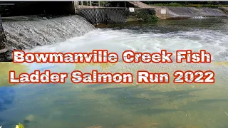 Bowmanville Creek Fish Ladder Salmon Run 2022