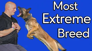 What Makes a Malinois