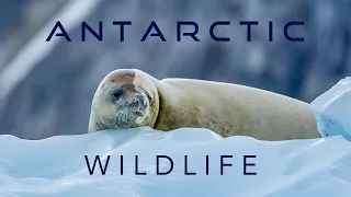 Antarctic Wildlife in 4K