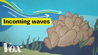 How oysters can stop a flood