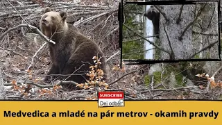 Medvedica a mladé na pár metrov(okamih pravdy pre človeka)Mother bear and cub- close encounter 💪🐻👶⛔️