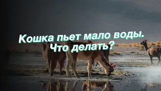 Кошка пьет мало воды. Что делать?