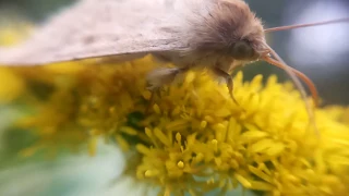 ЯЗЫКАН обыкновенный на желтом цветке: бражник, пушистая бабочка