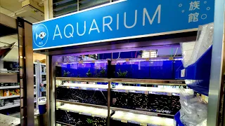 Baby Fish Aquarium Tour