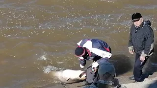 Самый крупный сом,пойманный за послед.годы на набережной Амура у стадиона Ленина, Хабаровск,28.04.22