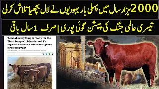 First Time in 2000 Years Israel Found Red Heifer | End Time Prophecy !!