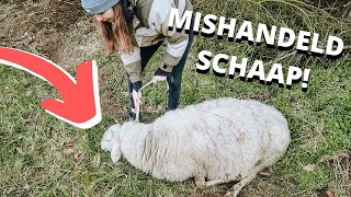 Een gedumpt schaap helpen | Dier in nood