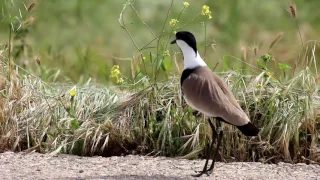 Hula Lake, Israel