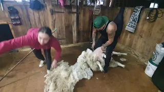 Shearing at Tau Tane 10 stand woolshed