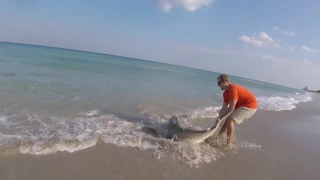 Мужчина вытащил акулу голыми руками и помог избавиться ей от лески