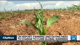 Diet change needed to fight climate change: UN