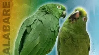 Amazing Viral Singing parrots - Truly remarkable they way they sing as a duo.