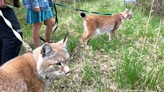 ПЕРВАЯ ПРОГУЛКА РЫСИ ХАННЫ И УМКИ ПО УЛИЦЕ