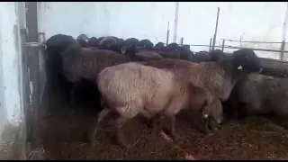 Жирные овцы!!! на откорме 50 голов по 65000тг.Туркестанская область,г.Сарыагаш,+77013130660