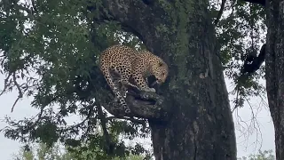 Leopard navigates large tree right next to safari vehicle