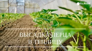 ВЫСАДКА РАССАДЫ ПЕРЦА В ТЕПЛИЦУ | ВЫСАЖИВАЕМ ГЕРКУЛЕС F1