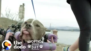 This Senior Pit Bull Is Proof That Love Can Heal Anything | The Dodo Adoption Day