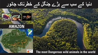 Animals of Amazon Jungle | Amazon Forest | Amazon Rainforest Documentary in Urdu Hindi