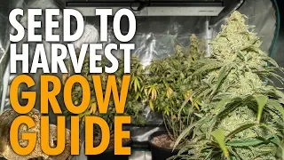 Growing Weed Start to Finish Beginners Guide