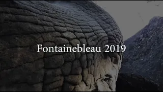 Fontainebleau Bouldering 2019