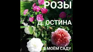 Розы Д.Остина в моем саду