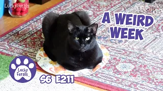 A Weird Week, Life With Cats - S6 E211 - Rescued Cats, Lucky Ferals Cat Vlog