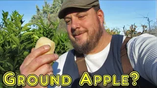 Harvesting Ground Apple | What Is It? What Does It Taste Like?