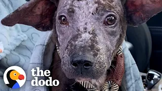 Puppy Who Looks Like Dobby Inspires Woman To Foster Again | The Dodo