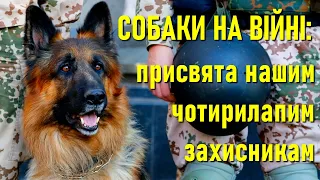 Собаки на війні: як чотирилапі боронять Україну від російських загарбників / Тварини і люди