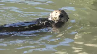 Sea Otter Using a Rock to Open Clams