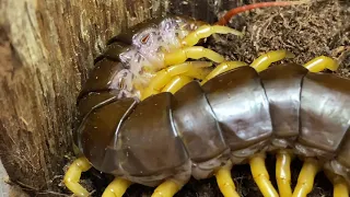 Scolopendra dehanni, Vietnam Giant Centipede, Housing and care