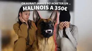 ON A ADOPTÉ UN MALINOIS - 1 an et demi après elle n’est toujours pas éduquée 🫢