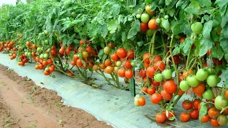 Tamatar ki kheti | Tomato | Agriculture | शाखाओं वाले टमाटर की वैज्ञानिक खेती |टमाटर की खेती |PART-1