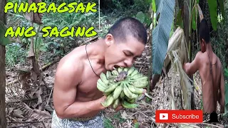 ang pagbabalik ni boxer boy | pinabagsak ang puno ng saging