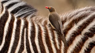 Symbiotic Harmony: Zebra Foal and Oxpecker Bird's Mutualistic Bond