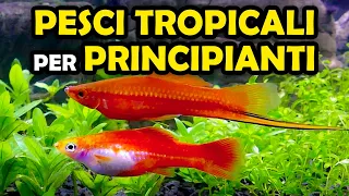 PESCI TROPICALI PER PRINCIPIANTI - 9 SPECIE FACILI DA MANTENERE - VITA ANIMALE