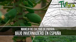 Como Manejar Cultivo de Papaya Bajo Invernadero- TvAgro por Juan Gonzalo Angel