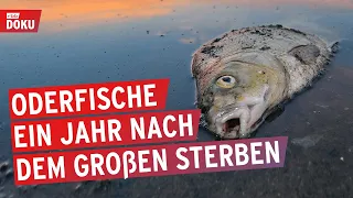 Umweltkatastrophe Oder - ein Jahr nach dem Fischsterben | Oderfische | Doku | Reportage