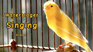 waterslager Canary singing / کنری واتر /malinua/