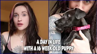 A Day In My Life - With A 16 Week Old Puppy!