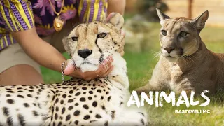 Долгожданный клип на песню "Animals" про нашу семью! Пума Месси и гепард Герда в главной роли!