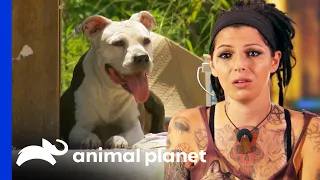 Tania Rescues Dog Living In A Pile Of Trash | Pit Bulls & Parolees