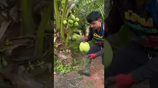 Awesome coconut cutting skills.      #shorts #coconut #shortvideo #short
