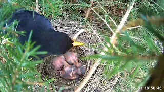 Blackbird male feds chicks- Daddy feeds babies